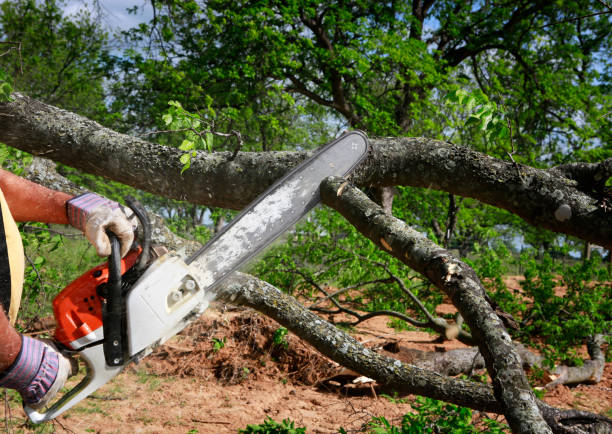 How Our Tree Care Process Works  in  Yeadon, PA